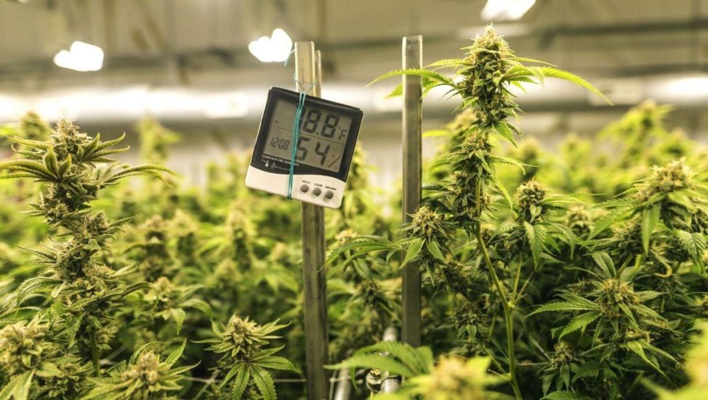Humidity sensor at canopy height and airflow fans in a cannabis flower room