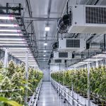 Ceiling-mounted cannabis dehumidifiers above the canopy in a licensed commercial flower room
