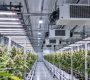 Ceiling-mounted cannabis dehumidifiers above the canopy in a licensed commercial flower room