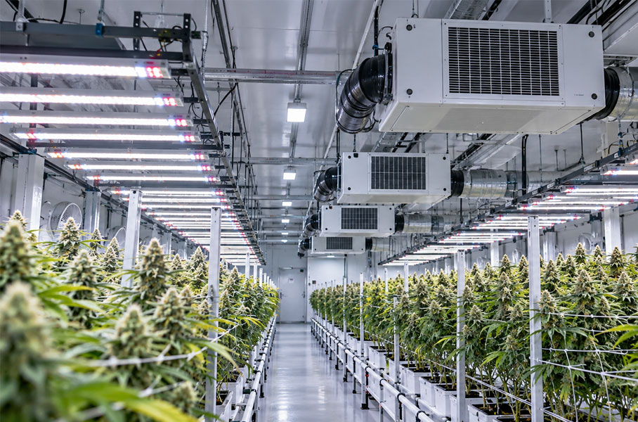 Ceiling-mounted cannabis dehumidifiers above the canopy in a licensed commercial flower room